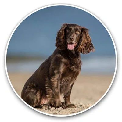 Image of Vinyl Stickers (Set of 2) 30cm Cocker Spaniel Puppy Dog 12508