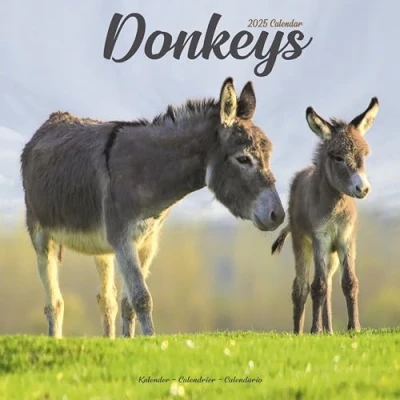 Image of Donkeys 2025 Square Wall Calendar Animal, Wildlife Calendar: Original Avonside Kalender [Mehrsprachig] [Kalender]