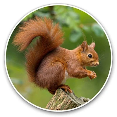 Image of Vinyl Stickers (Set of 2) 10cm Red Squirrel Garden Animal Decals for Laptops,Tablets,Luggage,Scrap Booking,Fridges, 15680