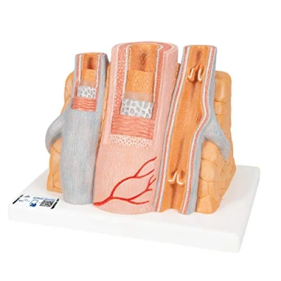 Image of 3B Scientific Human Anatomy Microanatomy Artery and Vein Model, 14 Times Enlarged + free App Smart