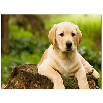 Image of Diamond Painting by Numbers Kit for Adults/Kids Labrador Dog 40x50cm/16*20in DIY 5D Embroidery Large Full Drill Crystal Rhinestone Cross Stitch Handicrafts Home Living bedroom Wall Decoration