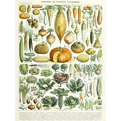 Image of Artery8 Millot Encyclopedia Page Legumes Vegetables Large Wall Art Poster Print Thick Paper 18X24 Inch