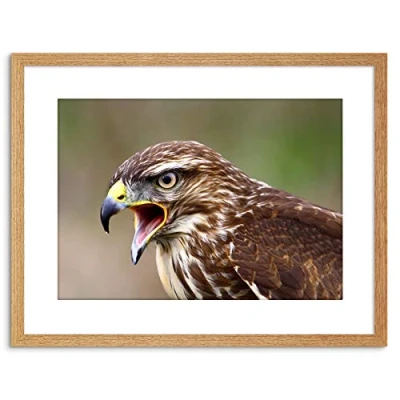 Image of Wee Blue Coo PHOTO BUZZARD BIRD PREY BEAK HAWK FRAMED PRINT F97X2884