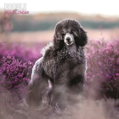 Image of Poodle 2025 Traditional Calendar