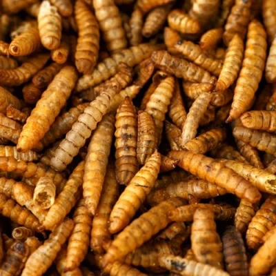 Image of Premium Dried Calci Worms 5L (5L Bucket)