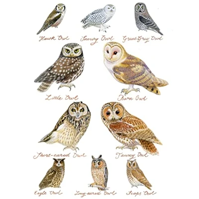 Image of Half a Donkey Hand Drawn Owls Collection Large Cotton Tea Towel