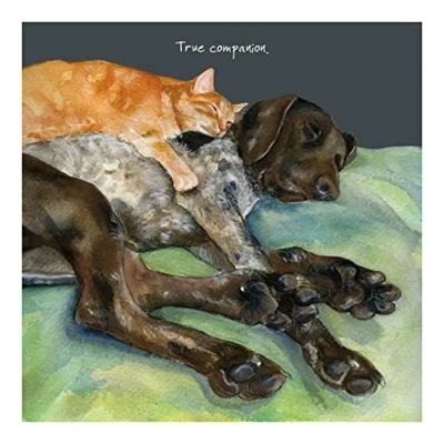 Image of German Shorthaired Pointer Greeting Card