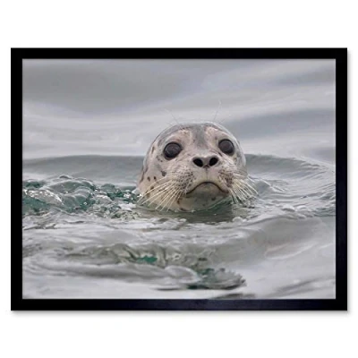Image of Wee Blue Coo Animal Harbour Seal Water Art Print Framed Poster Wall Decor 12X16 Inch