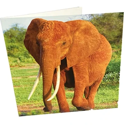 Image of Maturi Elephant Photographic Blank Birthday Greetings Card, 15.5 x cm