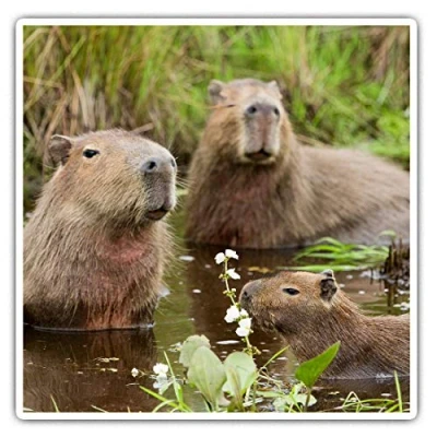 Image of 2 x 10cm Square Vinyl Stickers Capybara Swimming Family Decals 21314