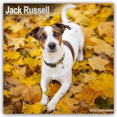 Image of Baker and Bray Jack Russell Calendar 2025, Large Square Wall Calendar, 16 Month, Gift Dog Calendar.