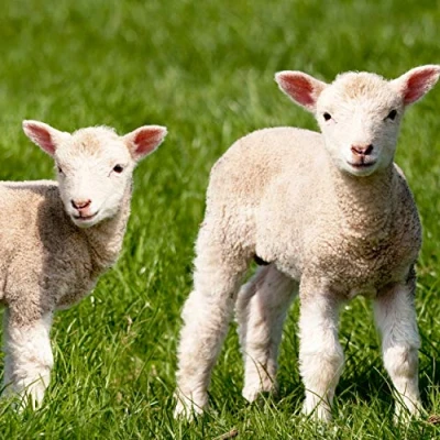 Image of Tischdeko Pack of 20 Easter lamb napkins, sheep animal