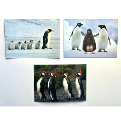 Image of Edition Colibri Penguine Funny Postcard Set with 3 Different Postcards of Penguins in Antarctica (11028)