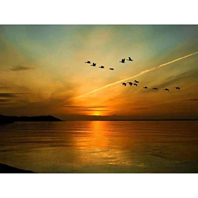 Image of Wee Blue Coo Geese Bird Formation Sunset Lake Art Print Poster Wall Decor 12X16 Inch