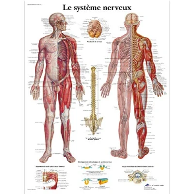 Image of 3B Scientific VR2620UU Anatomical Chart &quot;Le Système Nerveux&quot;, Paper Version