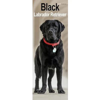 Image of Black Labrador Retriever Slim Calendar 2026