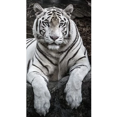 Image of Miracle Home. Towel Microfiber Tiger, 100% Polyester, 75 X 145 cm 15084