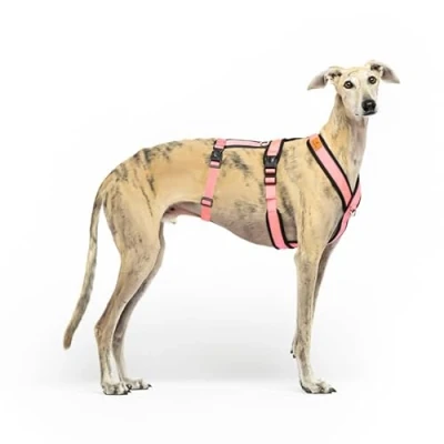 Image of 3 Point Anti Escape, Pull Harness Ideal for Sighthounds: Italian Greyhound, Whippet, Podenco Safe, Breathable, and Durable Perfect Walking Running, Pink, XL