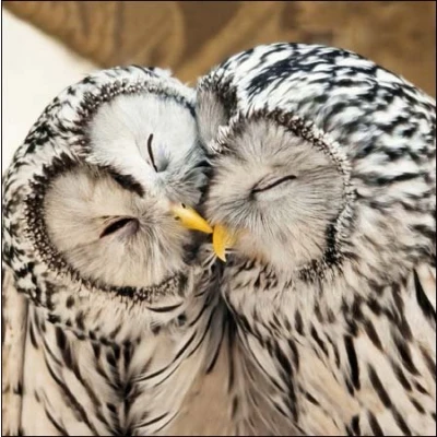 Image of RSPB Birthday / Blank Greeting Card (WDM1011) Ural Owls