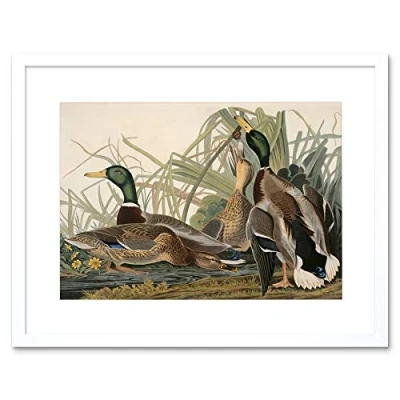 Image of Wee Blue Coo Painting Bird Audubon Mallard Duck Framed Wall Art Print