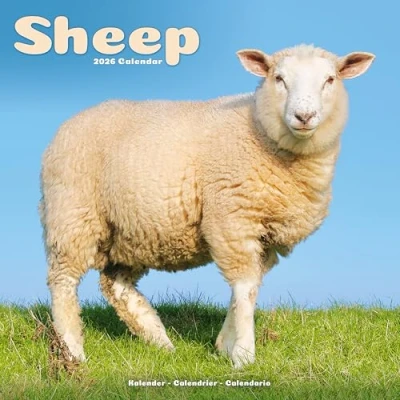 Image of Sheep Calendar 2026