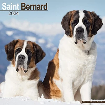 Image of Saint Bernard Calendar 2024 Square Dog Breed Wall 16 Month