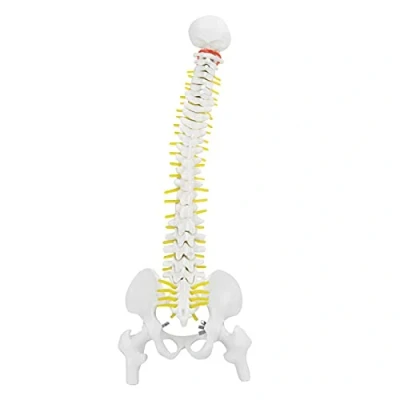 Image of Oumefar 45cm Removable Flexible Human Spine Vertebral Column Spinal Cord Model with Vertebrae Nerves Arteries Lumbar and Male Pelvis Includes Stand for Skeleton Anatomy Study Teaching
