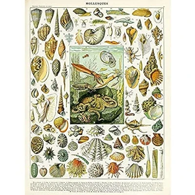 Image of Artery8 Millot Encyclopedia Page Molluscs Shells Unframed Wall Art Print Poster Home Decor Premium
