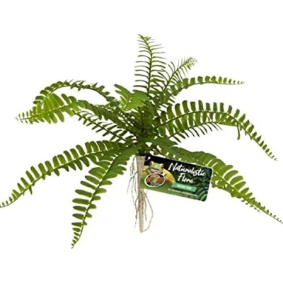 Image of Zoo Med Naturalistic Flora Sword Fern or Terrarium and Paludarium