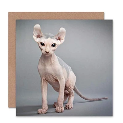 Image of Wee Blue Coo Sphynx Cat Bald Birthday Art Sealed Greeting Card Plus Envelope Blank inside