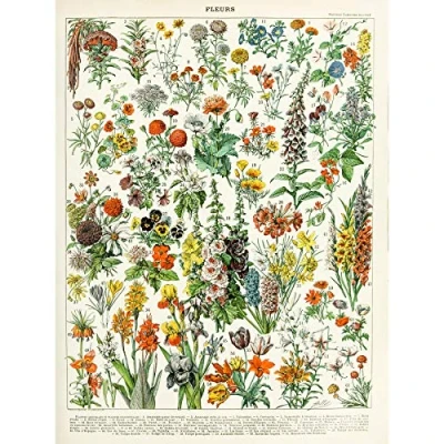 Image of Artery8 Millot Encyclopedia Page Flowers Plants Large Wall Art Poster Print Thick Paper 18X24 Inch