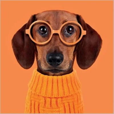 Image of Abacus Cards Pack of 6 Blank Notecards Sausage Dog With Glasses 1 Design Suitable for Birthday, Thank You, Thinking You And Other Occasions