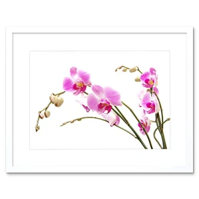 Image of Wee Blue Coo Orchid Flower Pink Blossom Art Framed Wall Print