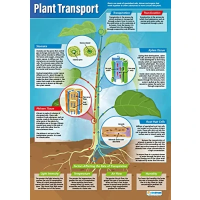 Image of Daydream Education Plant Transport Science Classroom Poster EXTRA LARGE A1 (850mm x 594mm) Gloss Paper Secondary School Wall Charts