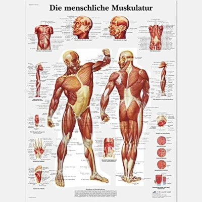 Image of 3B Scientific VR0118UU Anatomical Chart The Human Musculature