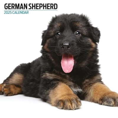 Image of German Shepherd 2025 Modern Calendar