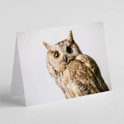 Image of Beebooh Owl birthday card
