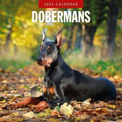 Image of Dobermans 2025 Square Wall Calendar by Red Robin Publishing