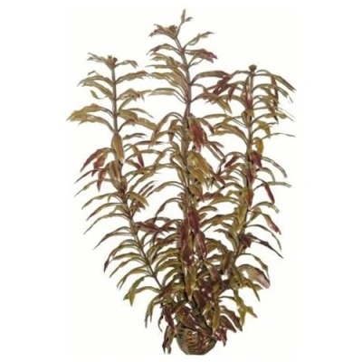Image of Superfish Easy Plant High 30cm (No 3)