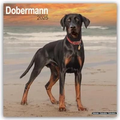 Image of Dobermann (Euro) 2025 Square Wall Calendar Dog Breed Calendar: Original Avonside Kalender [Mehrsprachig] [Kalender]
