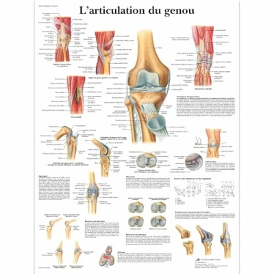 Image of 3B Scientific VR2174UU Anatomical Chart &quot;L&#039;articulation du Genou&quot;, Paper Version