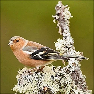 Image of Chaffinch Bird Greeting Card which Plays Sound When Opened