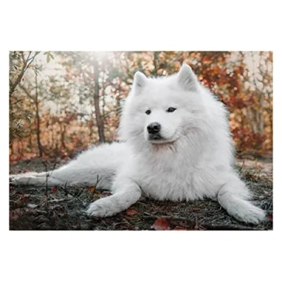 Image of DIY Diamond Painting Kits for Adults Kids Round Drill Samoyed Dog 30x40cm Full Art Crystal Rhinestone Embroidery Cross Stitch Pictures Canvas Arts Home Wall Decor (12x16in)
