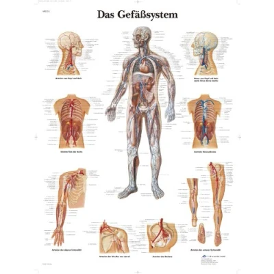 Image of 3B Scientific Laminated Chart The Vascular System