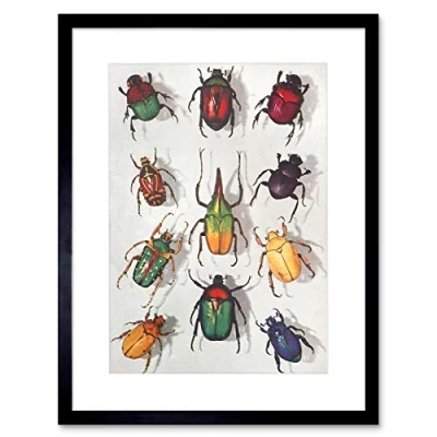 Image of Wee Blue Coo Scientific Beetles Insect Colourful Framed Wall Art Print