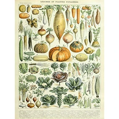 Image of Artery8 Millot Encyclopedia Page Legumes Vegetables Premium Wall Art Canvas Print 18X24 Inch