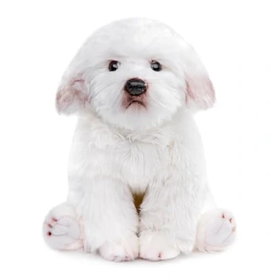 Image of lilizzhoumax Simulation maltese Dog Plush Toy 38cm/15, Realistic Stuffed Animal Wild Puppy Animals, Cute Soft Home Decoration Toys, Gift for Boys and Kids