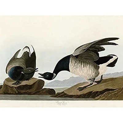 Image of Artery8 Audubon Birds America Brant Goose Unframed Wall Art Print Poster Home Decor Premium