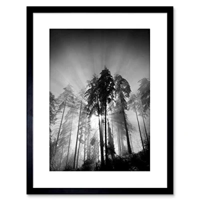 Image of Wee Blue Coo 9x7 &#039;&#039; TREES LIGHT FOG BLACK WHITE FRAMED ART PRINT PICTURE MOUNT PHOTO F97X1561