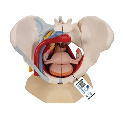 Image of 3B Scientific H20/4 Female Pelvis With Ligaments, Vessels, Nerves, Pelvic Floor, Organs + free Anatomy App Smart